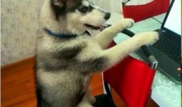 哈士奇游戏爆料视频在线观看,揭秘神秘游戏内容与玩法